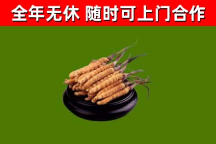 汉台区回收冬虫夏草